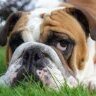 Bulldog
