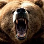 JG11Bear