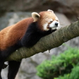 RedPanda