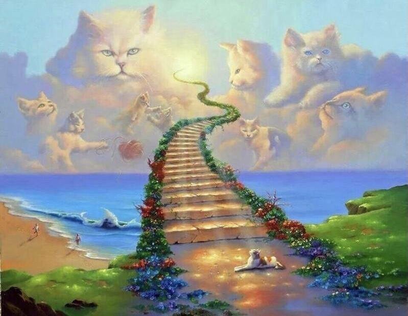 Catrainbowbridge.jpg.88112b4368062b7e7fcfac79e3ecd7e6.jpg