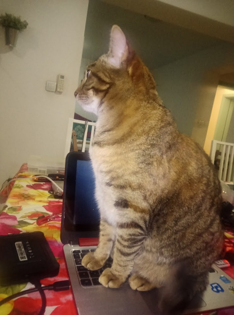 Laptopcat.png.91b3ec7dc58c5abc68dd7145515dadb0.png