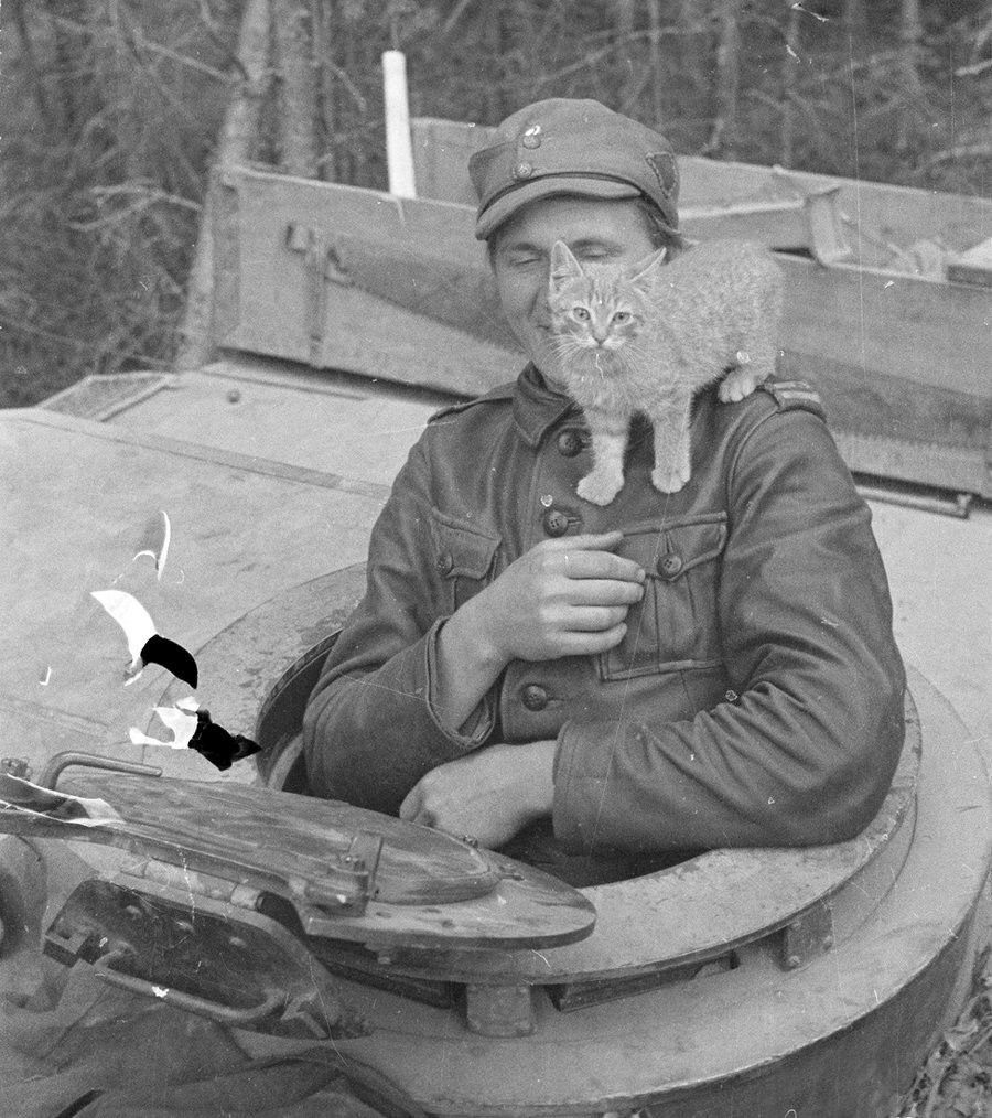 Stugcat1.jpg.8f72a5d14cce8413b1551f3715263eb5.jpg