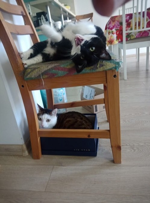 Catstwofloor.jpg.d79aeefff3396dcc353889debaa53a3f.jpg