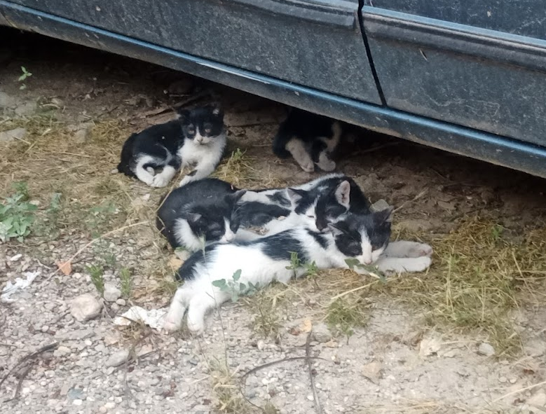 Kittens.png.efba88df2b97a470e303fea5fd5bfeb6.png