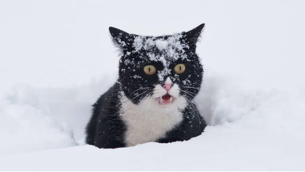 Ohsnow!.png.c7e8dd67fcbd2565d8a568c3de033d3c.png