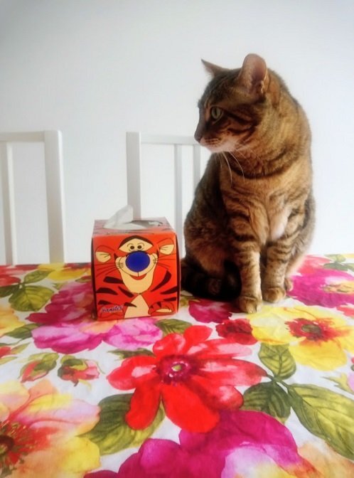 Tigersontable.jpg.dc65d6552fea37a3b96a4e010689ed35.jpg