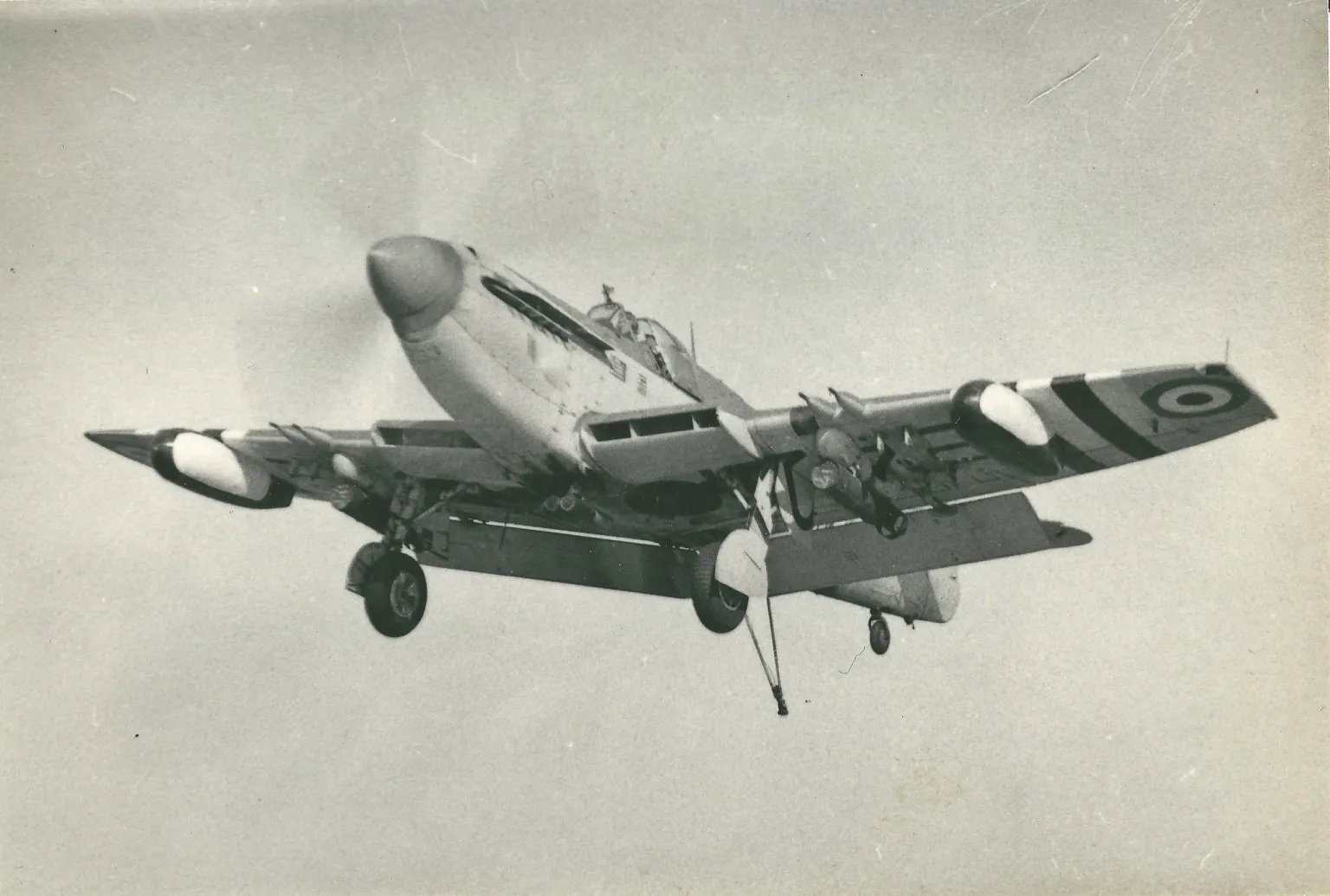 Firefly.jpg.6d19f84cd72a4708a0eca74628d27ab4.jpg