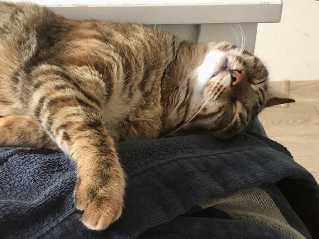 Happycat.png.9d24b93ed8a5916868c4e86daeeb50b0.png