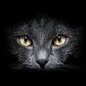 Camper1704