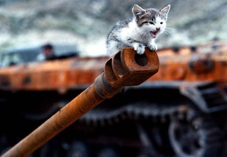 Barrelkitten.jpg.e76e6239d89cb87a1b1dd2898710aed7.jpg